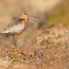 Brehous rudy - Limosa lapponica - Bar-tailed Godwit 5756